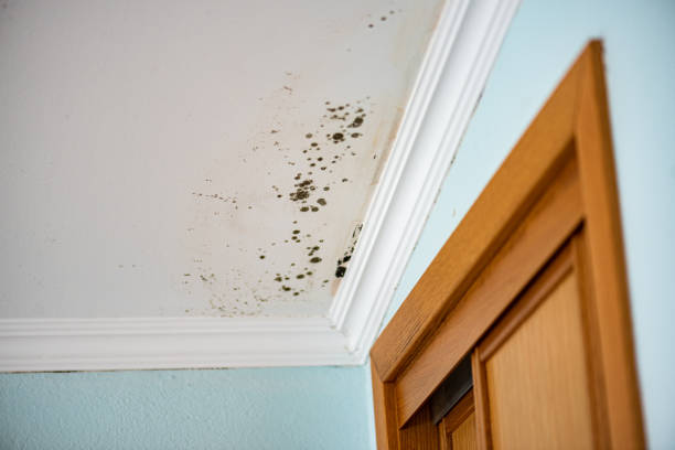 Best Certified Mold Removal  in Kilgore, TX