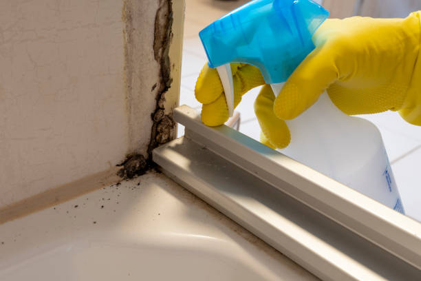 Best Office Mold Removal Services  in Kilgore, TX