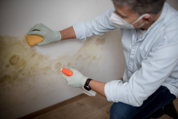 Best Certified Mold Removal  in Kilgore, TX