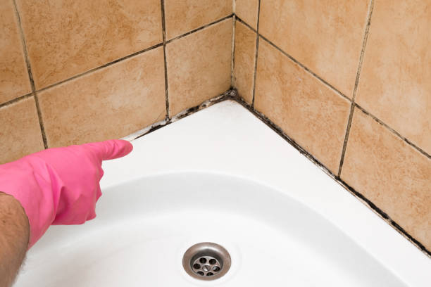 Certified Mold Removal in Kilgore, TX